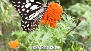 Sea Stars Sea Animals with Mysterious, Little Known Facts! #factsanimal #shorts #seastar