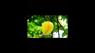 star fruit benefit