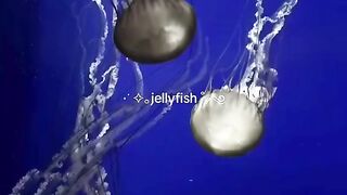 jellyfish~