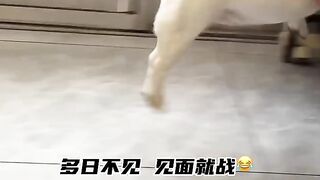 Husband wife fighting funny dog's