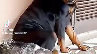 Vidéo drôle 54