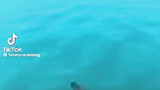 Vidéo drôle 56