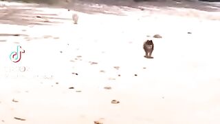 Vidéo drôle 57