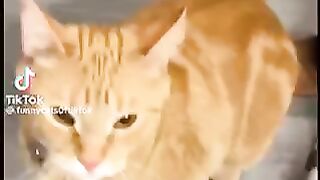 Vidéo drôle 58