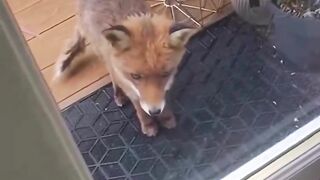 The fox who brought his friends