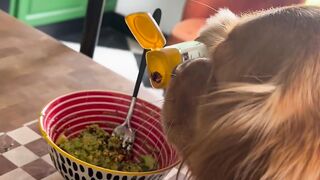 Funnydogs 10