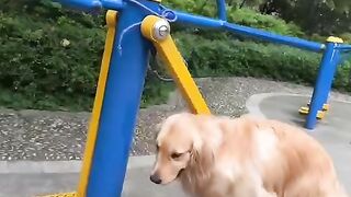 Funnydogs 11