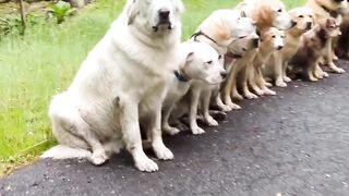 Funnydogs 12