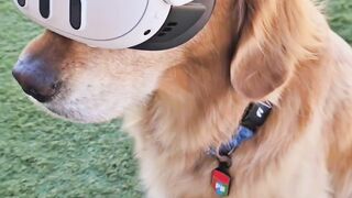 Funnydogs 13