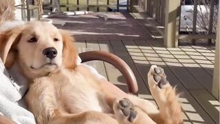 Funnydogs 14