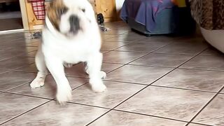 Funnydogs 15