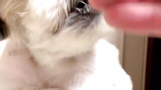 Funnydogs 16