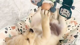 Funnydogs 17