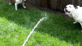 Funnydogs 18