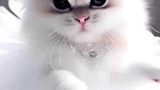 CAT BABIES    ????????????