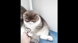 funny and cute cats 2