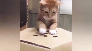 Omg So Cute Cat Funny Moments❤ Funny cats videos #28
