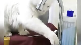 cute cat funny kitten videos