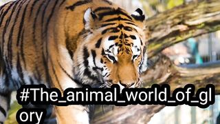 #The_animal_world_of_glory