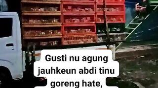 ayam broiler || kata kata lucu 207
