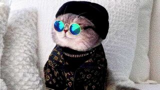 Lovely cats 2