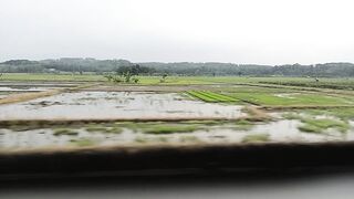 Rice field in the countryside