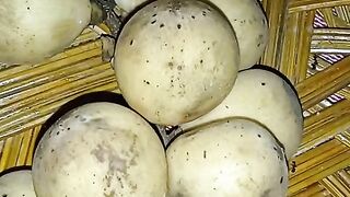 Langsep