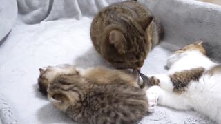 MOTHER CAT LILI SEEM TO BE THINKING, "DID I HAVE THREE KITTENS"