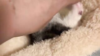 Cute cat 104