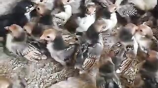 Too many ll chicken