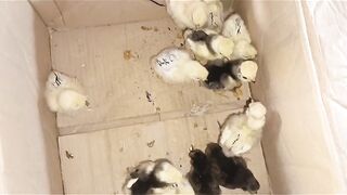 All our chicks