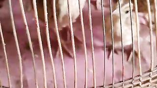 In the cage ll beautiful chicken 2
