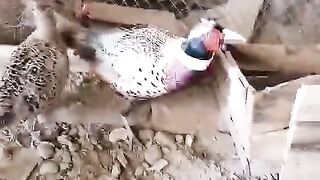 Pheasant is