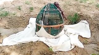 Geassi chicken