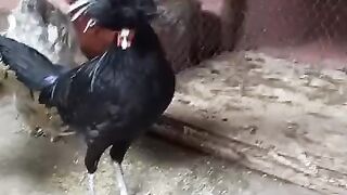 Chargi chargan
