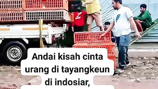 ayam broiler || kata kata lucu 212