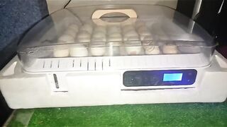 Eggs for incubation