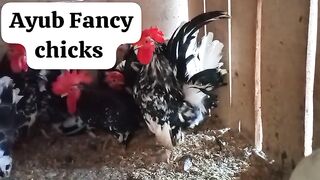 Fancy chicken