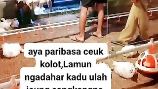 ayam broiler || kata kata lucu 215