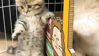 Lovely cats 3