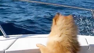 A loyal dog