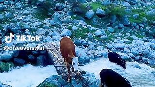 Beautiful swat