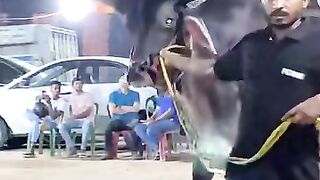 Most_Biggest_Horn_To_Ever_seen