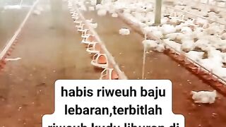 ayam broiler || kata kata lucu 216