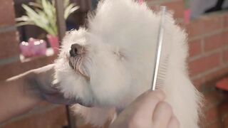 Adorable dog in a grooming pet