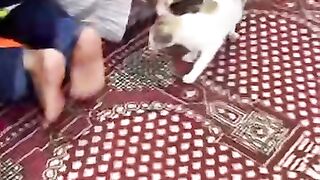 : Love_of_Cats_Is_A_Sign_Of_Faith_In_Islam#See why