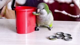 Bird Training : Smart lovebird Parrot | Smart Little Cute Parrot #training