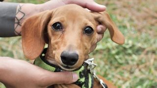Dachshund dog while hands caress it