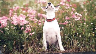 Small terrier sitting in a field of flowers