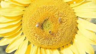 NATURE 30142